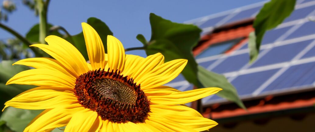 Photovoltaikanlage auf dem Dach mit Sonnenblume im Vordergrund